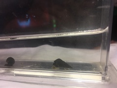 Semisulcospira libertina
