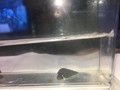Semisulcospira libertina