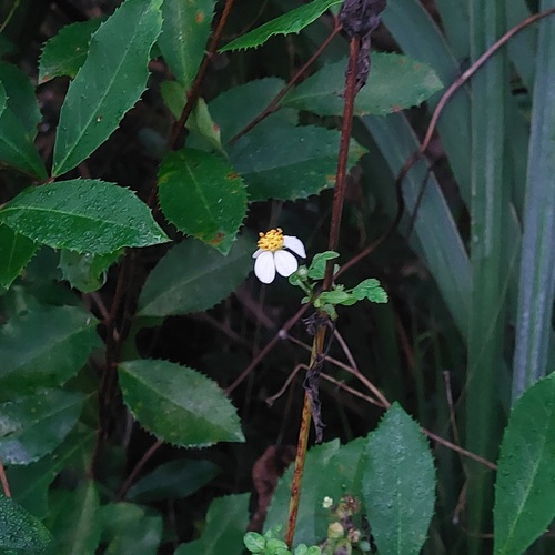 Foto de Picão Branco