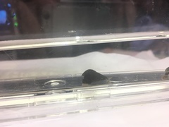 Semisulcospira libertina
