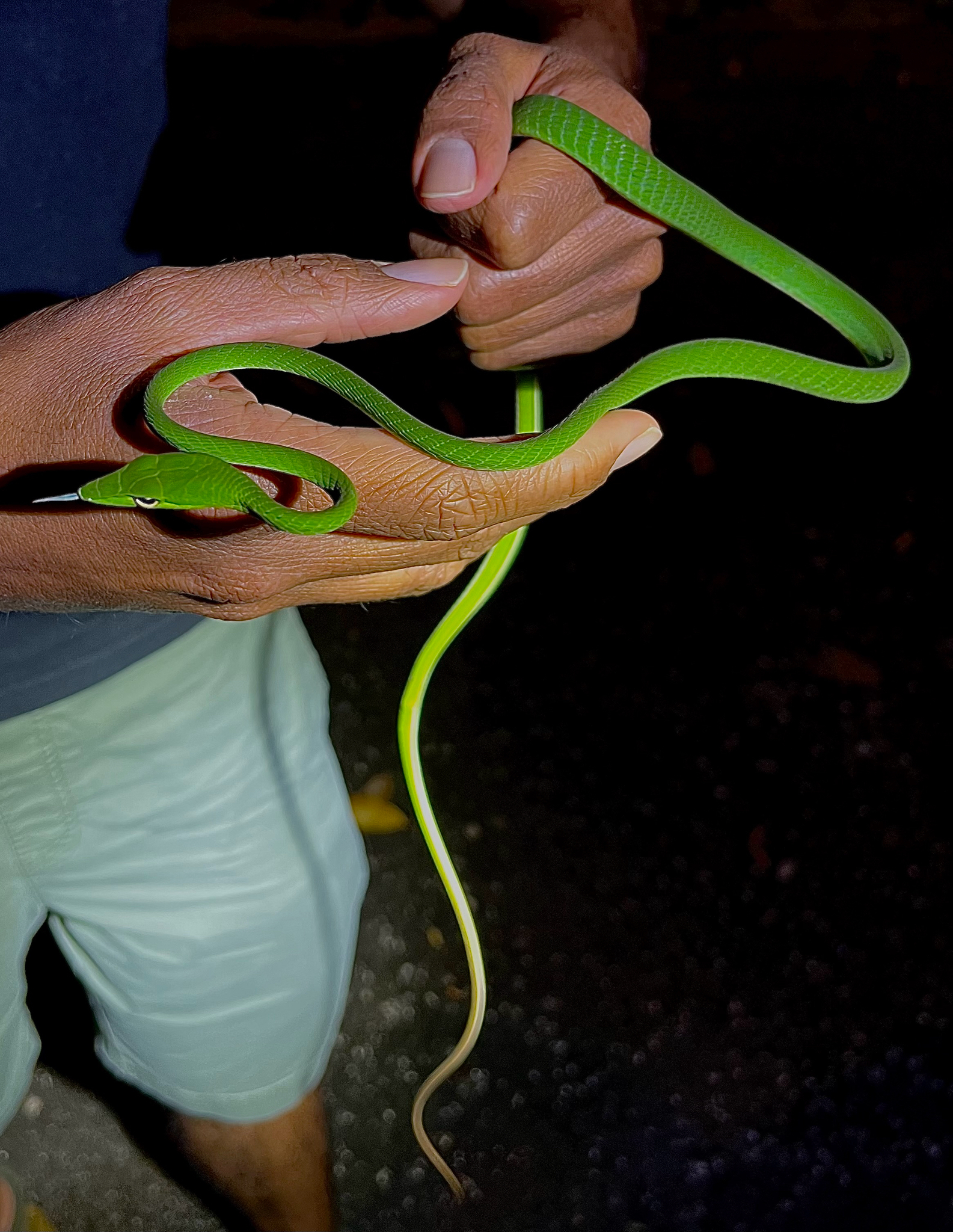 Ahaetulla prasina (Boie, 1827)