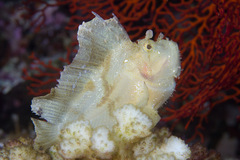 Leaf Scorpionfish photo 3