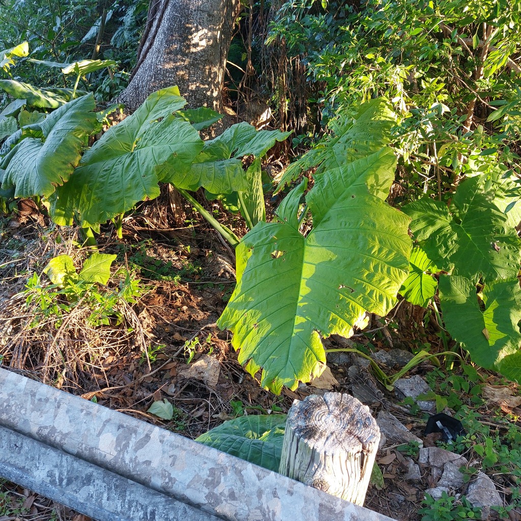 Foto de taioba
