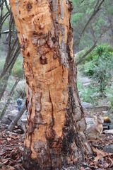 Eucalyptus prava