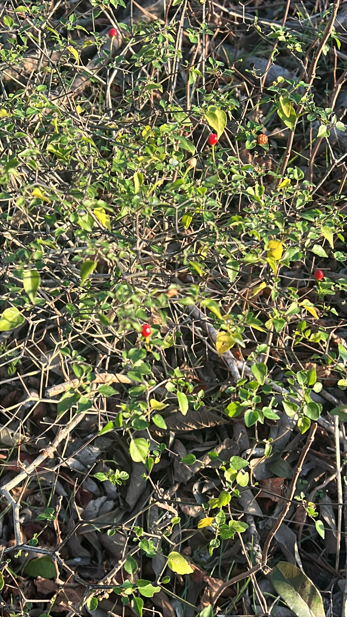 Chili pepper