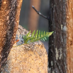 Davallia solida pyxidata