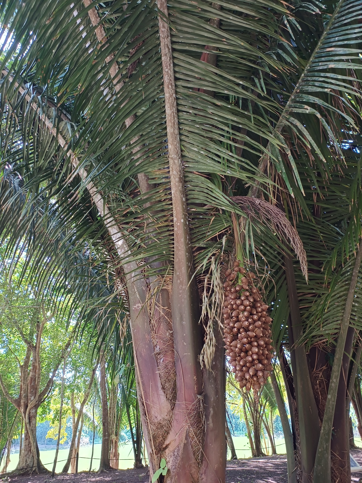 Attalea × camopiensis (Glassman) Zona