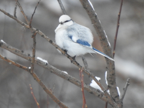Azure Tit (Cyanistes cyanus)