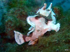 Antennarius maculatus