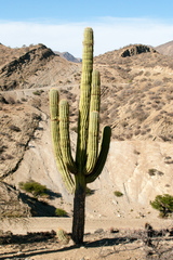 Trichocereus werdermannianus