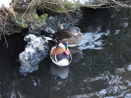 Mandarin Duck (Aix galericulata), photo 5