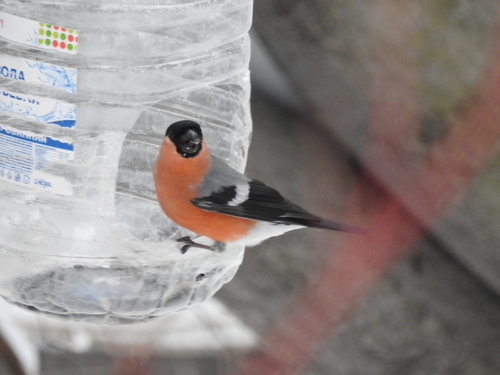 Eurasian Bullfinch (Pyrrhula pyrrhula), photo 10