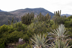 Trichocereus werdermannianus
