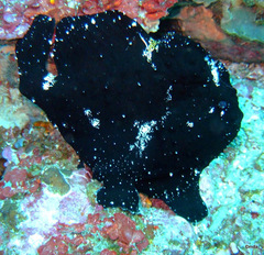 Antennarius commerson