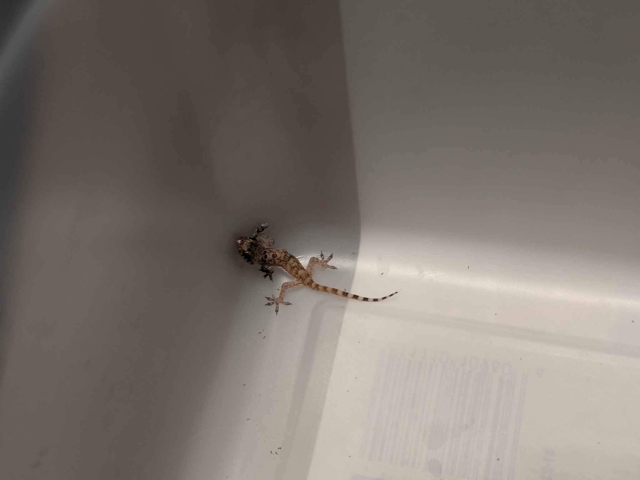 Hemidactylus turcicus (Linnaeus, 1758)