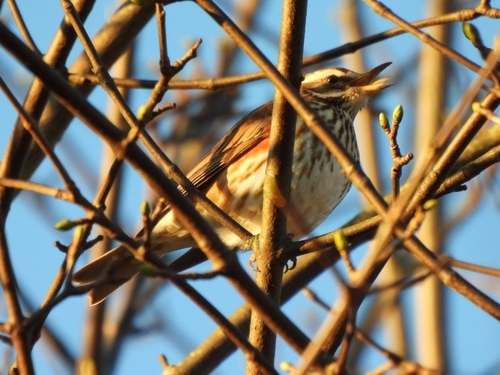 Redwing (Turdus iliacus)