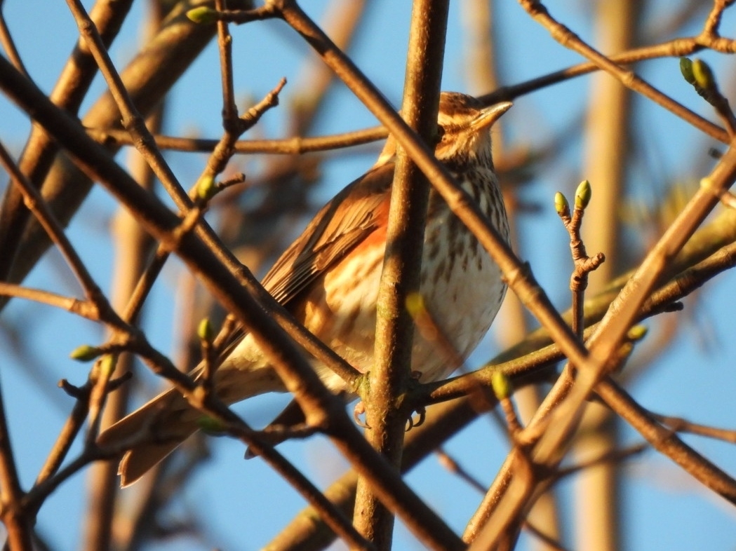 Redwing (Turdus iliacus), photo 2