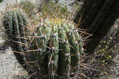 Trichocereus werdermannianus