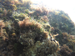 Aplousobranchia