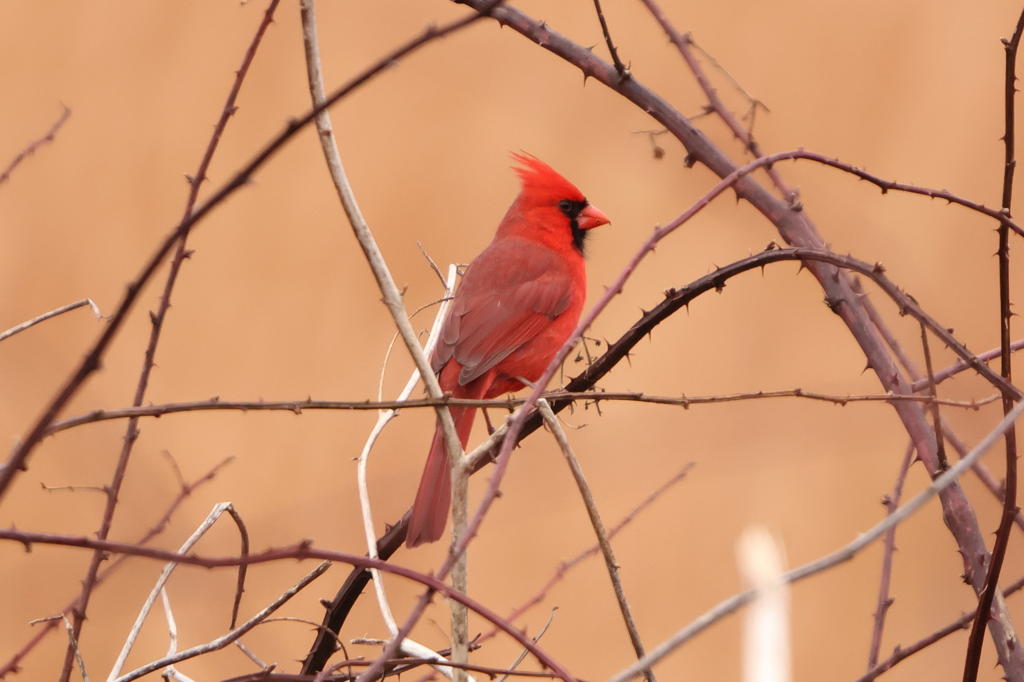 Northern Cardinal (Cardinalis cardinalis), photo 3
