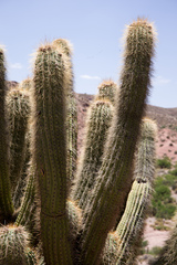 Trichocereus werdermannianus