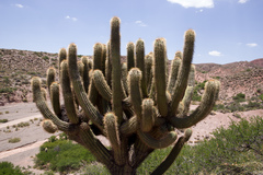 Trichocereus werdermannianus