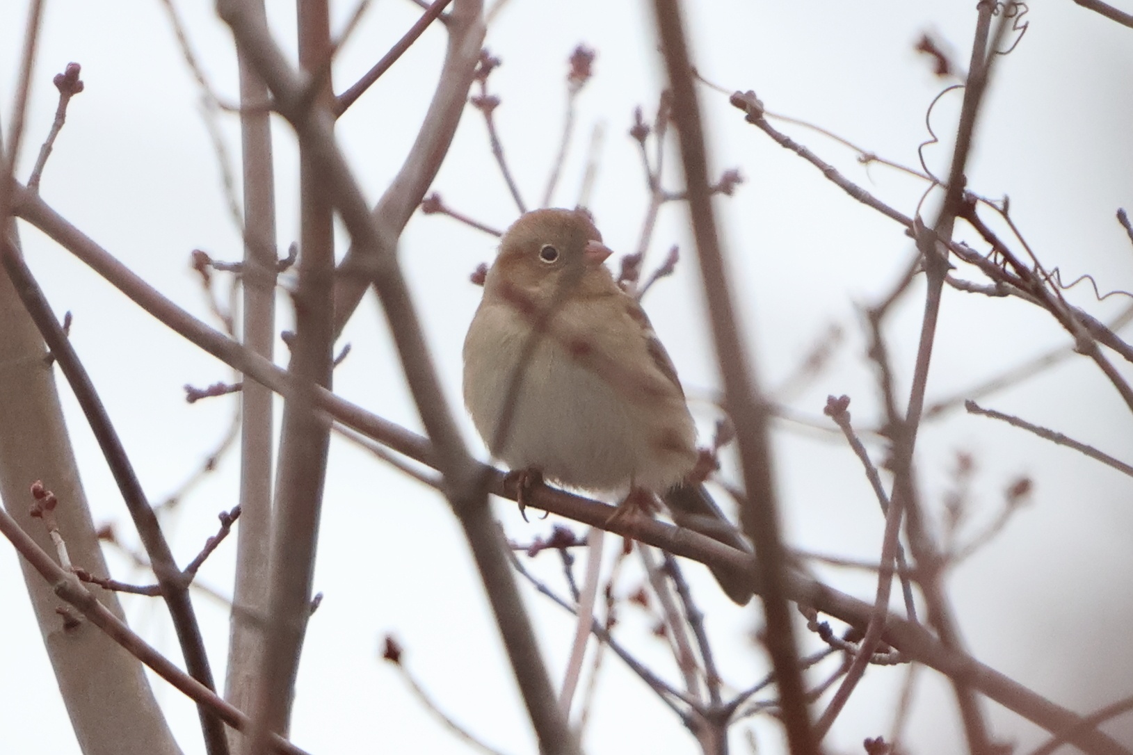 Field Sparrow (Spizella pusilla), photo 2