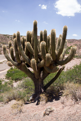 Trichocereus werdermannianus
