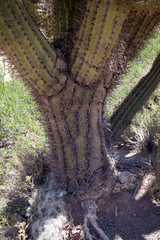 Trichocereus werdermannianus