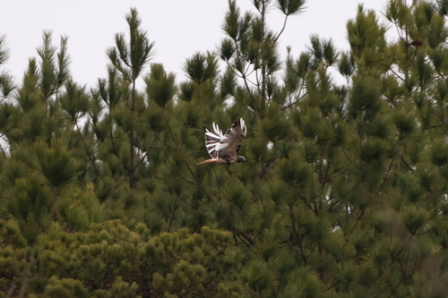 Red-tailed Hawk photographed in Virginia