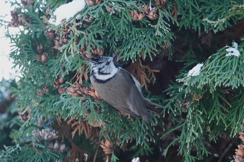 Crested Tit (Lophophanes cristatus), photo 1