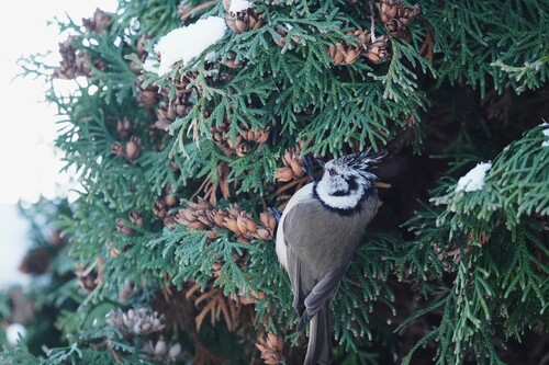 Crested Tit (Lophophanes cristatus), photo 2