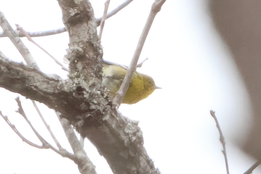 Pine Warbler (Setophaga pinus), photo 2