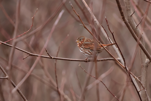 Fox Sparrow (Passerella iliaca), photo 4