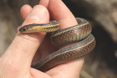 Thamnophis butleri