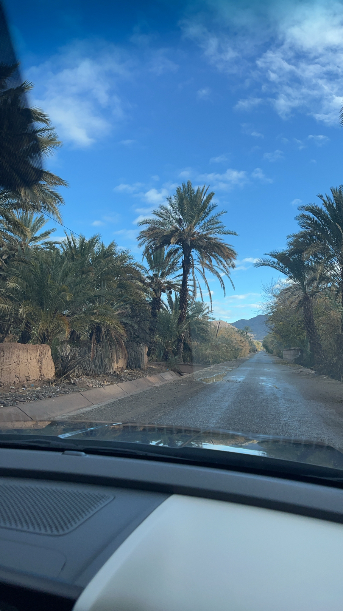 Date palm