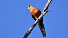 Platycercus icterotis