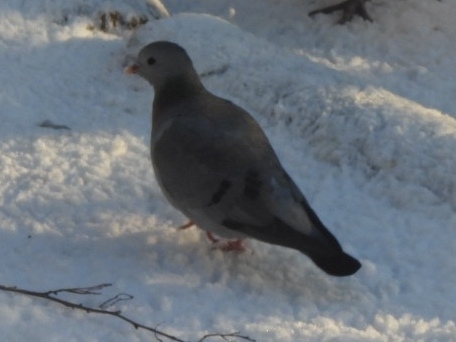 Stock Dove (Columba oenas), photo 1