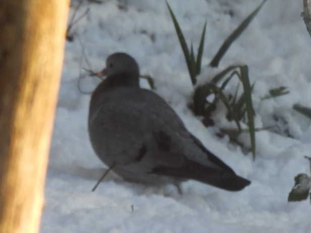 Stock Dove (Columba oenas), photo 2