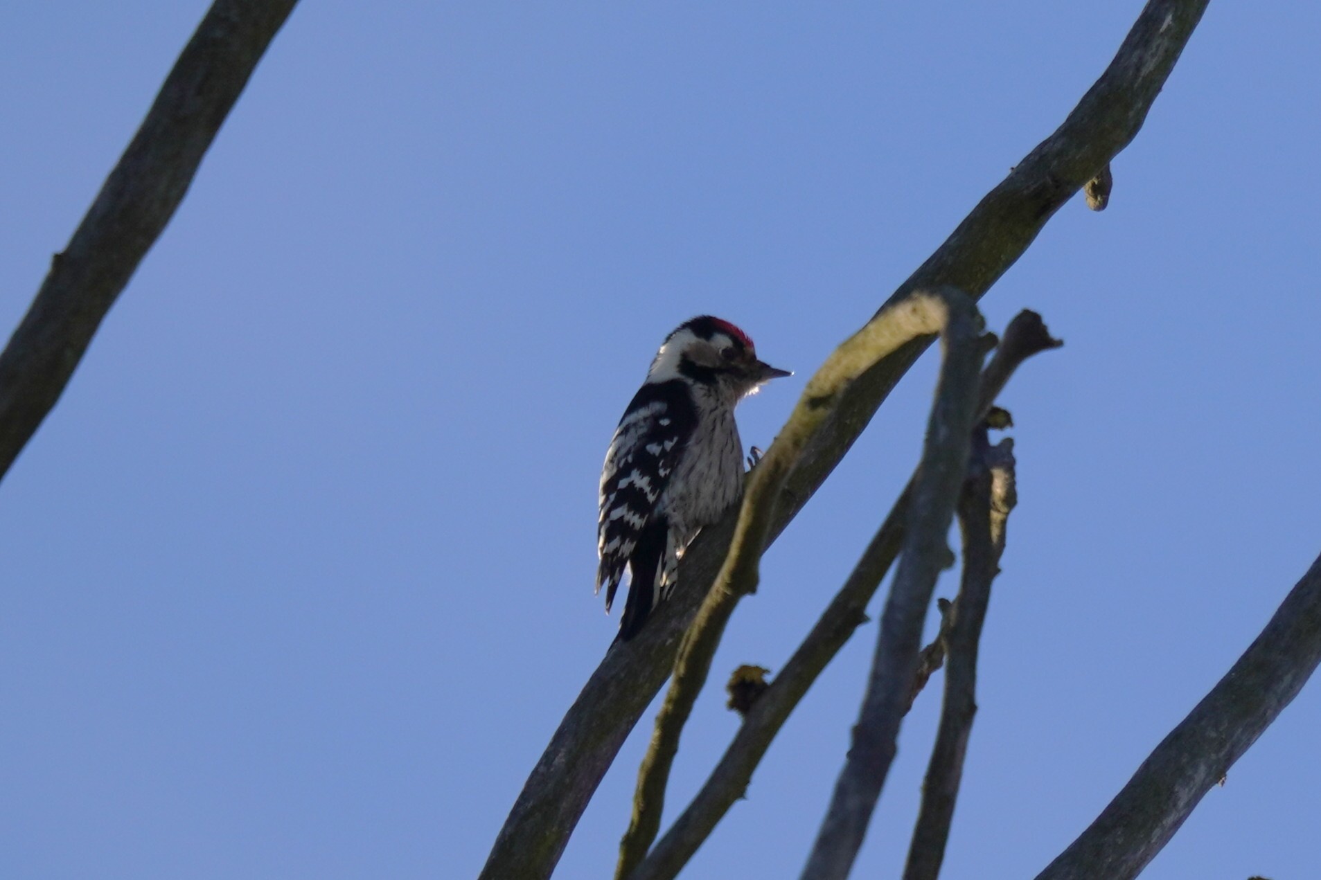 Lesser Spotted Woodpecker (Dryobates minor), photo 8