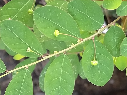 Phyllanthus tenellus
