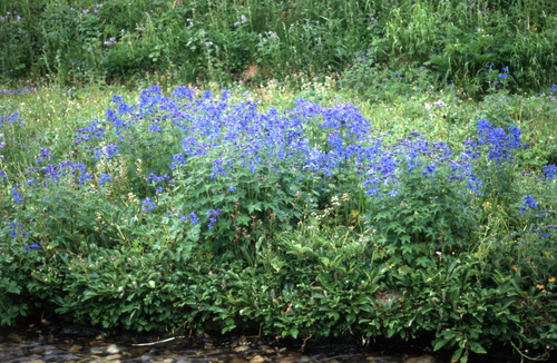 Northern Larkspur (Delphinium brachycentrum)