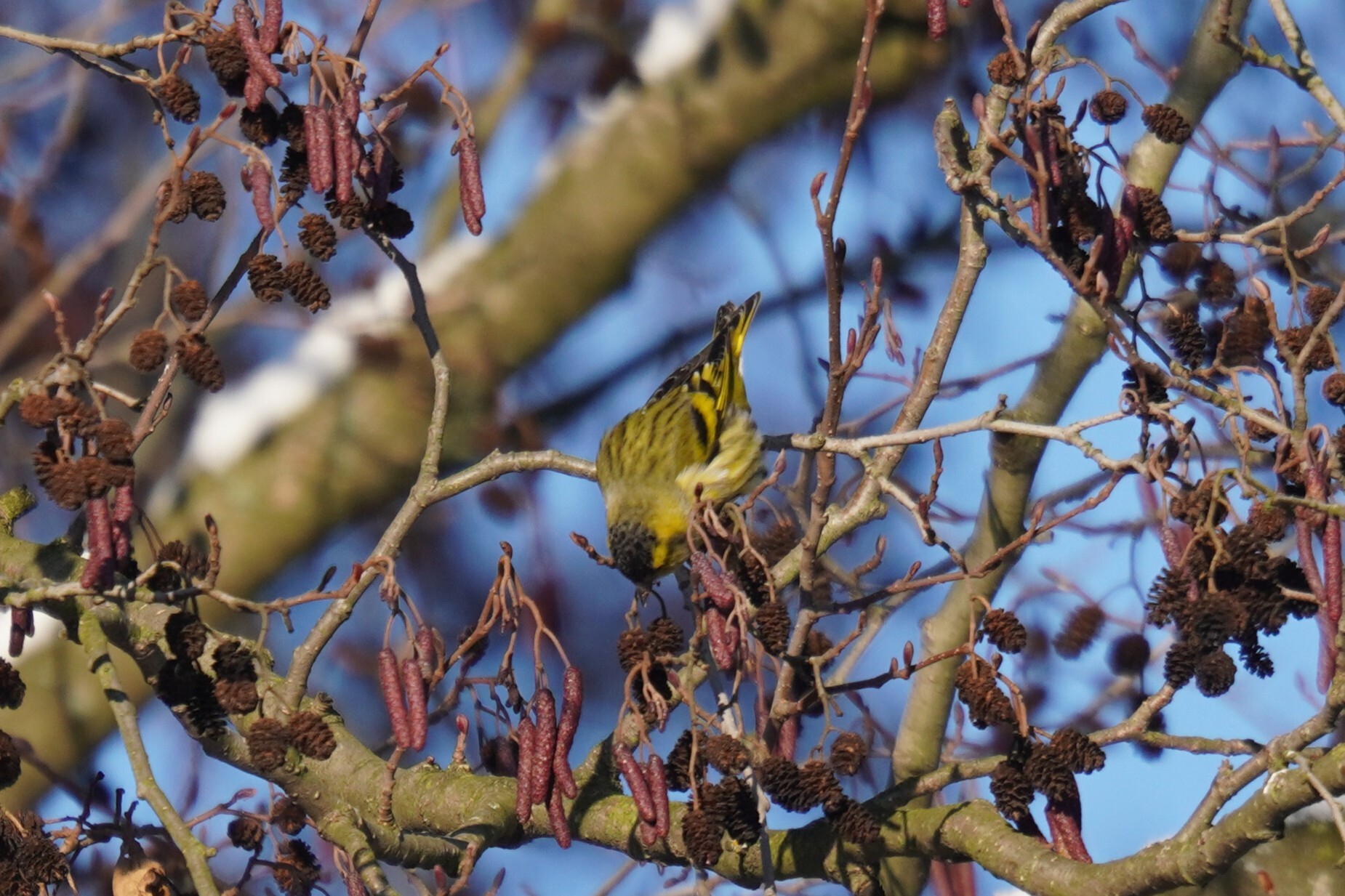 Eurasian Siskin (Spinus spinus), photo 2