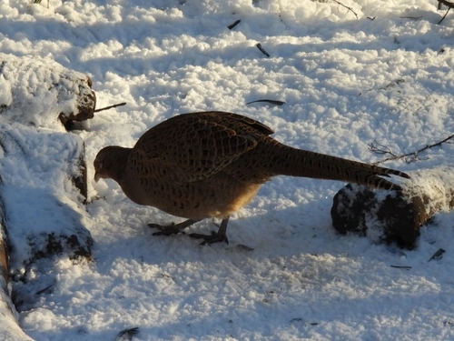 Common Pheasant (Phasianus colchicus), photo 6