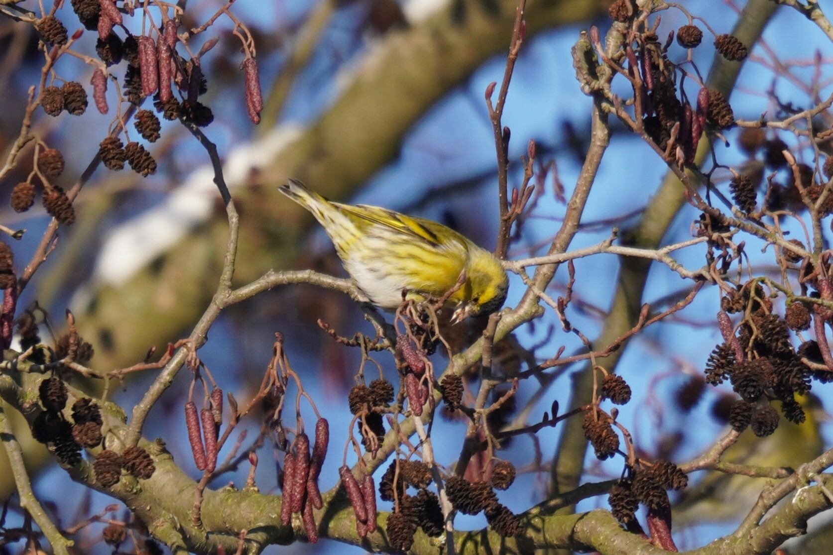 Eurasian Siskin (Spinus spinus), photo 3