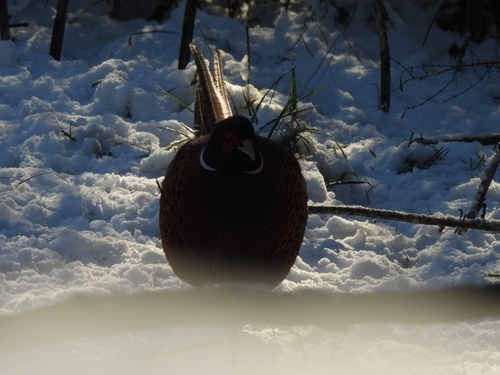 Common Pheasant (Phasianus colchicus), photo 7