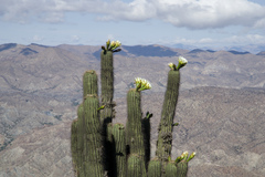 Trichocereus werdermannianus