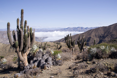 Trichocereus werdermannianus