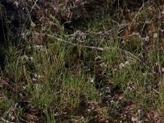 Tripogonella loliiformis