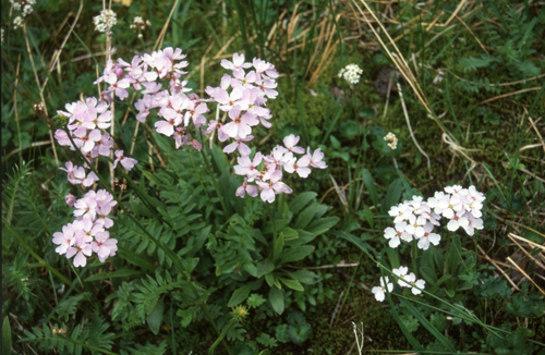 Naked-stemmed Wallflower (Parrya nudicaulis)